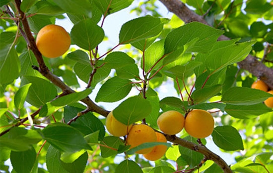 立夏吃個杏，到老沒有病